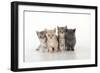 7 Week Old British Shorthair Kittens-null-Framed Photographic Print