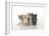 7 Week Old British Shorthair Kittens-null-Framed Photographic Print