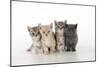 7 Week Old British Shorthair Kittens-null-Mounted Photographic Print