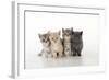 7 Week Old British Shorthair Kittens-null-Framed Photographic Print