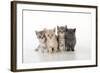 7 Week Old British Shorthair Kittens-null-Framed Photographic Print