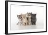 7 Week Old British Shorthair Kittens-null-Framed Photographic Print