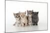 7 Week Old British Shorthair Kittens-null-Mounted Photographic Print