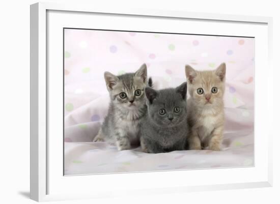 7 Week Old British Shorthair Kittens-null-Framed Photographic Print