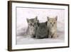 7 Week Old British Shorthair Kittens-null-Framed Photographic Print