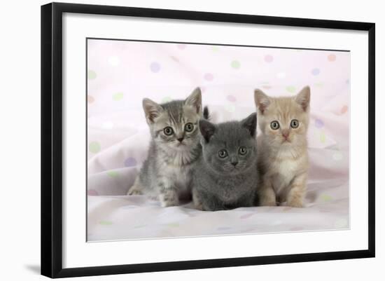 7 Week Old British Shorthair Kittens-null-Framed Photographic Print