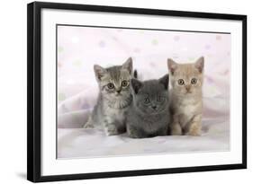 7 Week Old British Shorthair Kittens-null-Framed Photographic Print