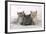 7 Week Old British Shorthair Kittens-null-Framed Photographic Print