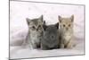 7 Week Old British Shorthair Kittens-null-Mounted Photographic Print