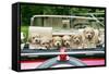 7 Week Old Lhasa Apso Cross Shih Tzu Puppies in Car-null-Framed Stretched Canvas