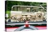 7 Week Old Lhasa Apso Cross Shih Tzu Puppies in Car-null-Stretched Canvas