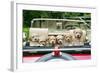 7 Week Old Lhasa Apso Cross Shih Tzu Puppies in Car-null-Framed Photographic Print