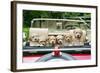 7 Week Old Lhasa Apso Cross Shih Tzu Puppies in Car-null-Framed Photographic Print