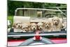 7 Week Old Lhasa Apso Cross Shih Tzu Puppies in Car-null-Mounted Photographic Print