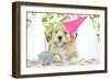 7 Week Old Lhasa Apso Cross Shih Tzu Puppy-null-Framed Photographic Print