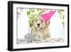 7 Week Old Lhasa Apso Cross Shih Tzu Puppy-null-Framed Photographic Print