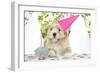 7 Week Old Lhasa Apso Cross Shih Tzu Puppy-null-Framed Photographic Print