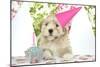 7 Week Old Lhasa Apso Cross Shih Tzu Puppy-null-Mounted Photographic Print