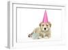 7 Week Old Lhasa Apso Cross Shih Tzu Puppy-null-Framed Photographic Print