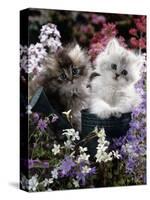 7-Weeks, Gold-Shaded and Silver-Shaded Persian Kittens in Watering Can Surrounded by Flowers-Jane Burton-Stretched Canvas