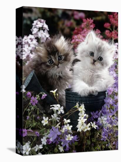 7-Weeks, Gold-Shaded and Silver-Shaded Persian Kittens in Watering Can Surrounded by Flowers-Jane Burton-Stretched Canvas