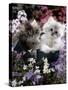 7-Weeks, Gold-Shaded and Silver-Shaded Persian Kittens in Watering Can Surrounded by Flowers-Jane Burton-Stretched Canvas