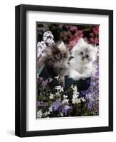 7-Weeks, Gold-Shaded and Silver-Shaded Persian Kittens in Watering Can Surrounded by Flowers-Jane Burton-Framed Premium Photographic Print