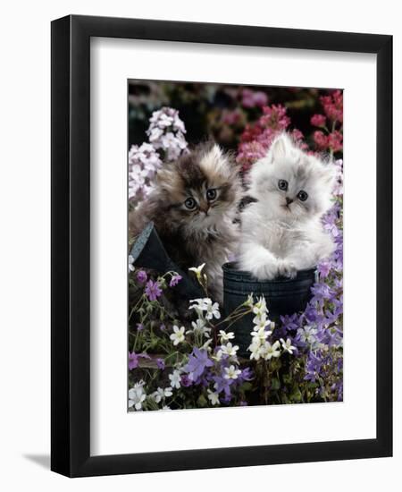 7-Weeks, Gold-Shaded and Silver-Shaded Persian Kittens in Watering Can Surrounded by Flowers-Jane Burton-Framed Premium Photographic Print