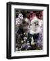 7-Weeks, Gold-Shaded and Silver-Shaded Persian Kittens in Watering Can Surrounded by Flowers-Jane Burton-Framed Premium Photographic Print