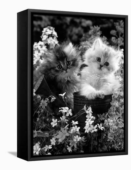 7-Weeks, Gold-Shaded and Silver-Shaded Persian Kittens in Watering Can Surrounded by Flowers-Jane Burton-Framed Stretched Canvas