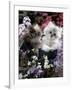 7-Weeks, Gold-Shaded and Silver-Shaded Persian Kittens in Watering Can Surrounded by Flowers-Jane Burton-Framed Photographic Print