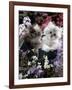 7-Weeks, Gold-Shaded and Silver-Shaded Persian Kittens in Watering Can Surrounded by Flowers-Jane Burton-Framed Photographic Print