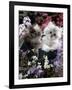 7-Weeks, Gold-Shaded and Silver-Shaded Persian Kittens in Watering Can Surrounded by Flowers-Jane Burton-Framed Photographic Print