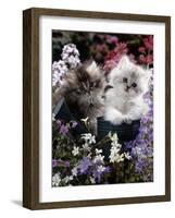 7-Weeks, Gold-Shaded and Silver-Shaded Persian Kittens in Watering Can Surrounded by Flowers-Jane Burton-Framed Photographic Print