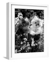 7-Weeks, Gold-Shaded and Silver-Shaded Persian Kittens in Watering Can Surrounded by Flowers-Jane Burton-Framed Photographic Print