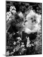 7-Weeks, Gold-Shaded and Silver-Shaded Persian Kittens in Watering Can Surrounded by Flowers-Jane Burton-Mounted Photographic Print