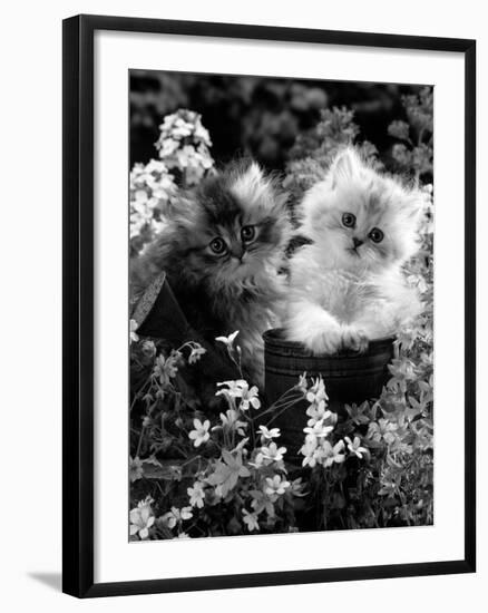 7-Weeks, Gold-Shaded and Silver-Shaded Persian Kittens in Watering Can Surrounded by Flowers-Jane Burton-Framed Photographic Print