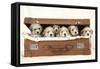 7 Weeks Old Lhasa Apso Cross Shih Tzu Puppies-null-Framed Stretched Canvas