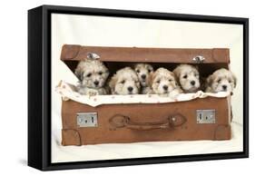 7 Weeks Old Lhasa Apso Cross Shih Tzu Puppies-null-Framed Stretched Canvas