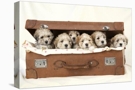 7 Weeks Old Lhasa Apso Cross Shih Tzu Puppies-null-Stretched Canvas