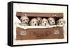 7 Weeks Old Lhasa Apso Cross Shih Tzu Puppies-null-Framed Stretched Canvas