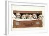 7 Weeks Old Lhasa Apso Cross Shih Tzu Puppies-null-Framed Photographic Print