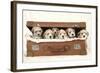 7 Weeks Old Lhasa Apso Cross Shih Tzu Puppies-null-Framed Photographic Print