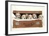 7 Weeks Old Lhasa Apso Cross Shih Tzu Puppies-null-Framed Photographic Print