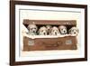 7 Weeks Old Lhasa Apso Cross Shih Tzu Puppies-null-Framed Photographic Print