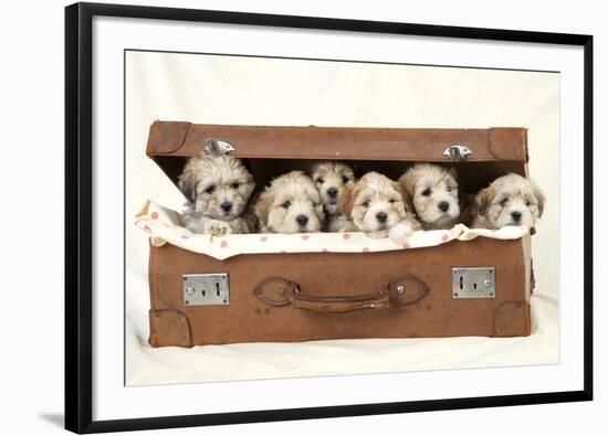 7 Weeks Old Lhasa Apso Cross Shih Tzu Puppies-null-Framed Photographic Print