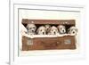 7 Weeks Old Lhasa Apso Cross Shih Tzu Puppies-null-Framed Photographic Print