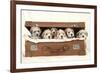 7 Weeks Old Lhasa Apso Cross Shih Tzu Puppies-null-Framed Photographic Print