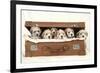 7 Weeks Old Lhasa Apso Cross Shih Tzu Puppies-null-Framed Photographic Print