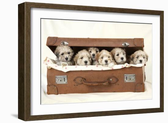 7 Weeks Old Lhasa Apso Cross Shih Tzu Puppies-null-Framed Photographic Print